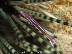 Shrimp on an banded urchin by Stuart Ganz 